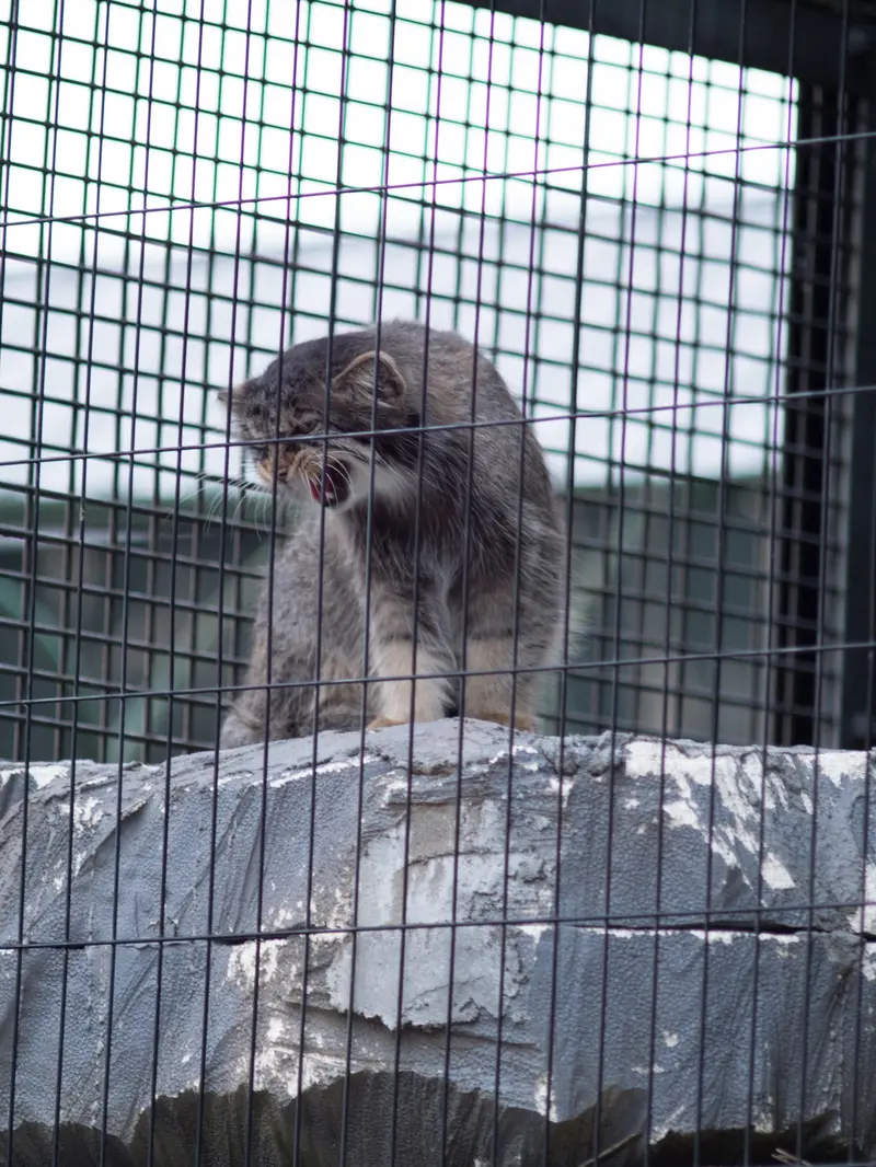 旭山動物園のヒデの写真