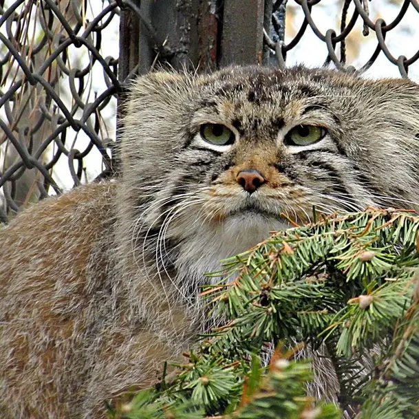 ノヴォシビルスク動物園のマヌルネコの写真
