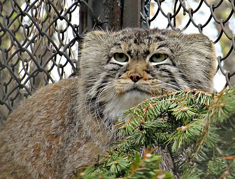 ノヴォシビルスク動物園のマヌルネコの写真