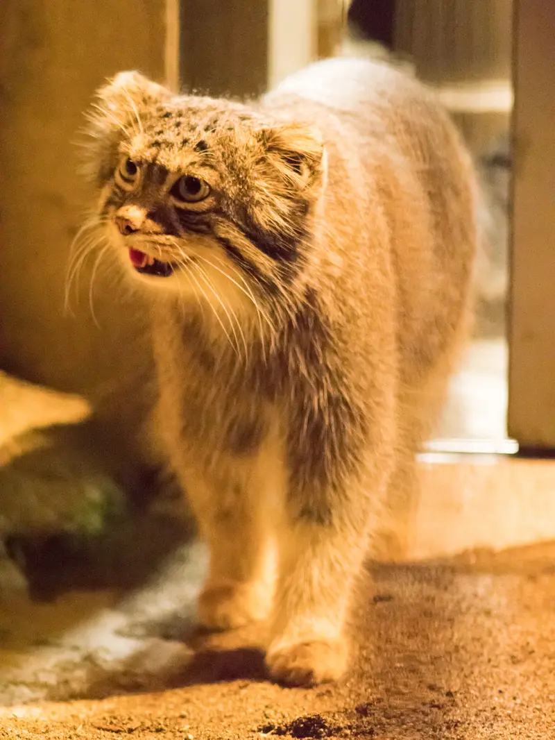 野毛山動物園のフィーガの写真