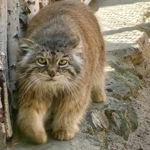 ノヴォシビルスク動物園のラストチカの写真