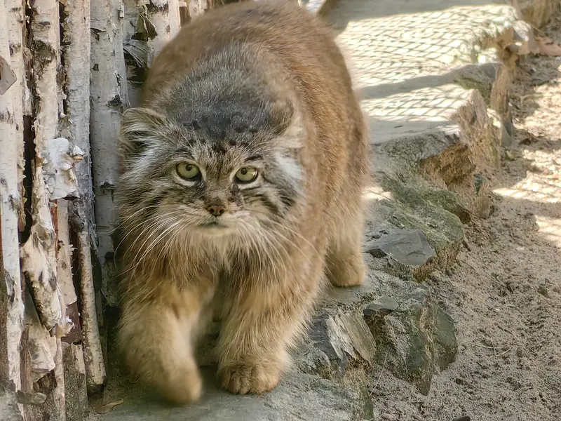 ノヴォシビルスク動物園のラストチカの写真