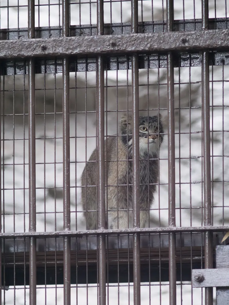 野毛山動物園のフィーガの写真