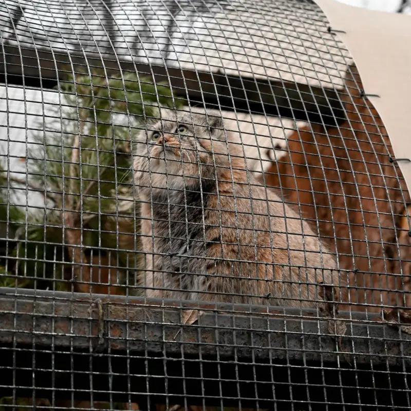 レニングラード動物園のシューの写真