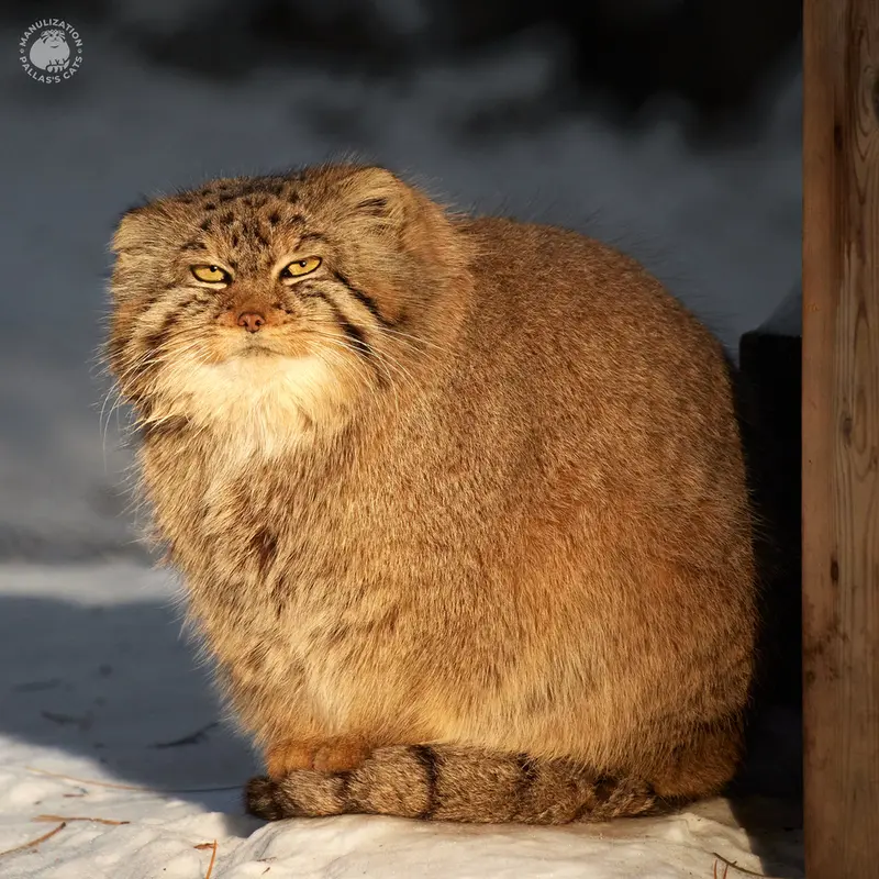 ノヴォシビルスク動物園のロロの写真