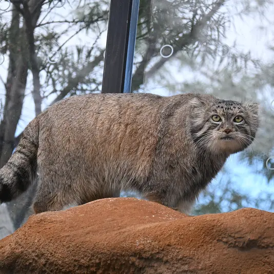 プラハ動物園のスパイの写真