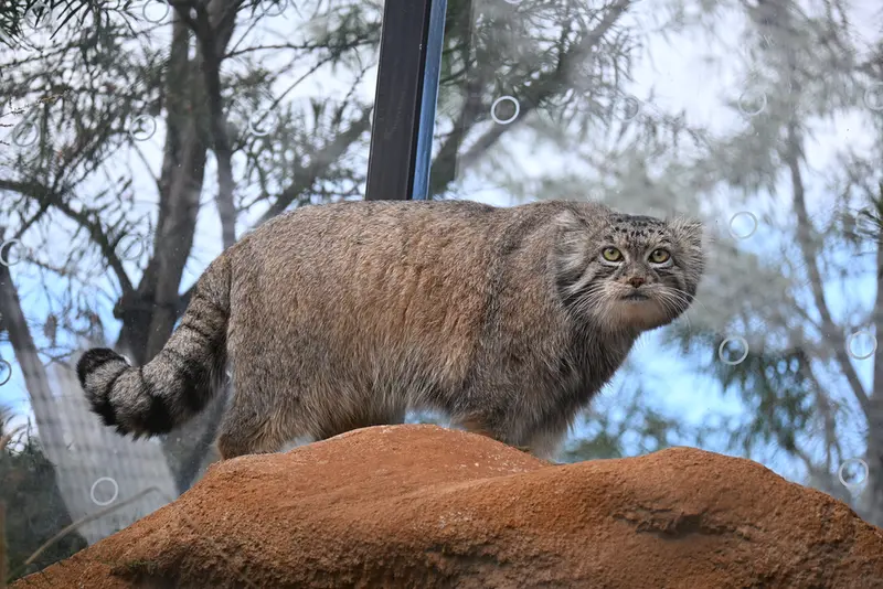 プラハ動物園のスパイの写真