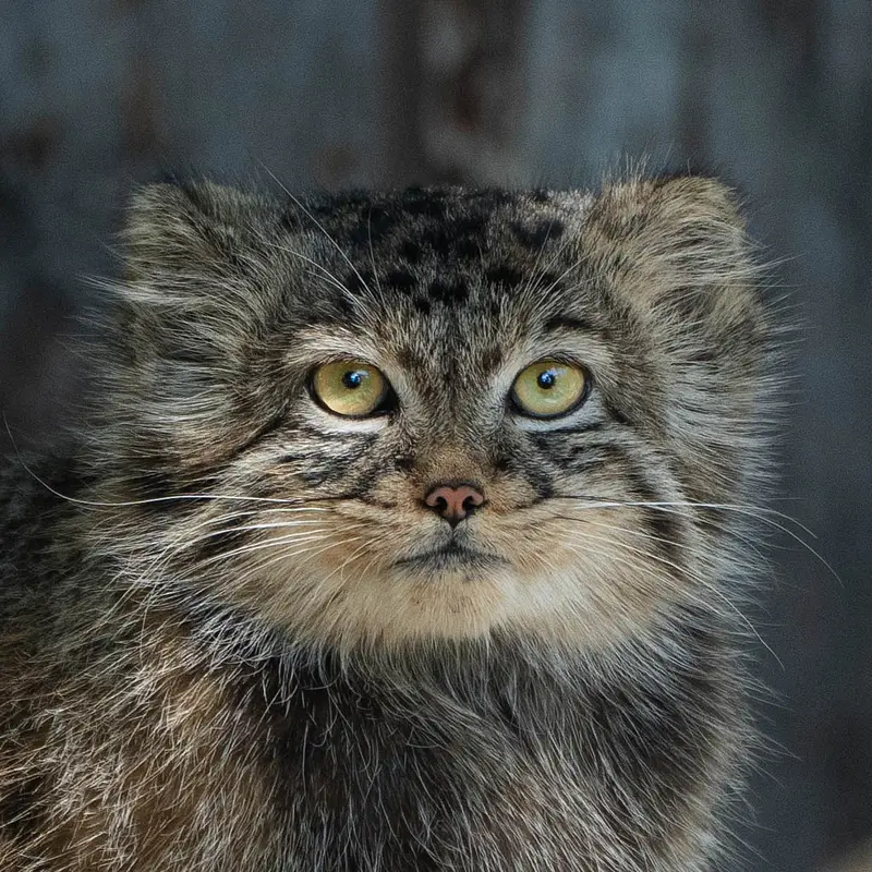 ノイヴィート動物園のマヌルネコのマヌエラ