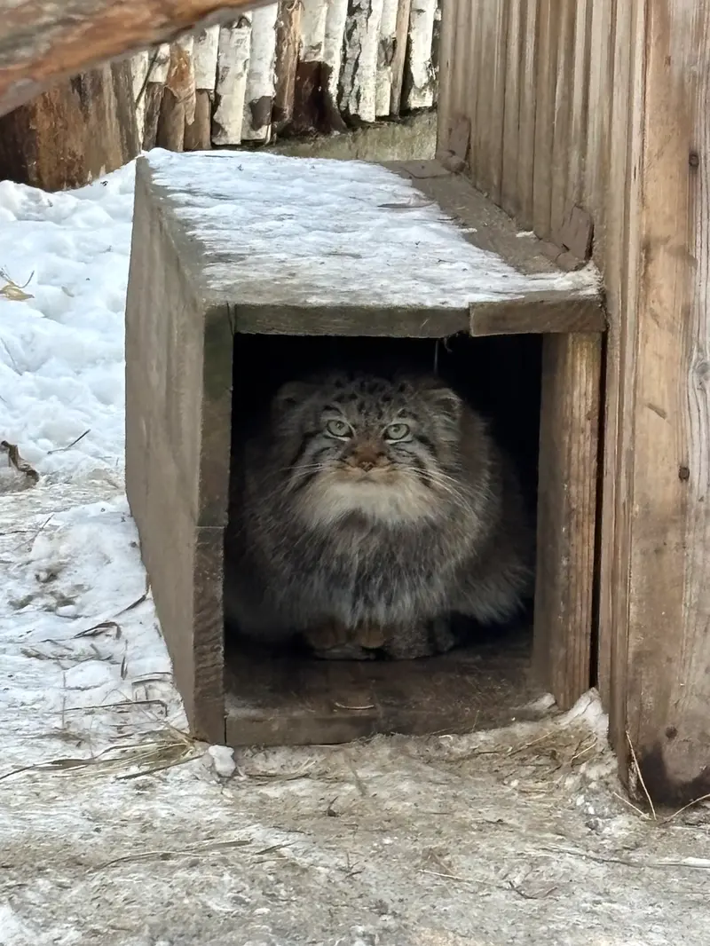 ノヴォシビルスク動物園のガビの写真