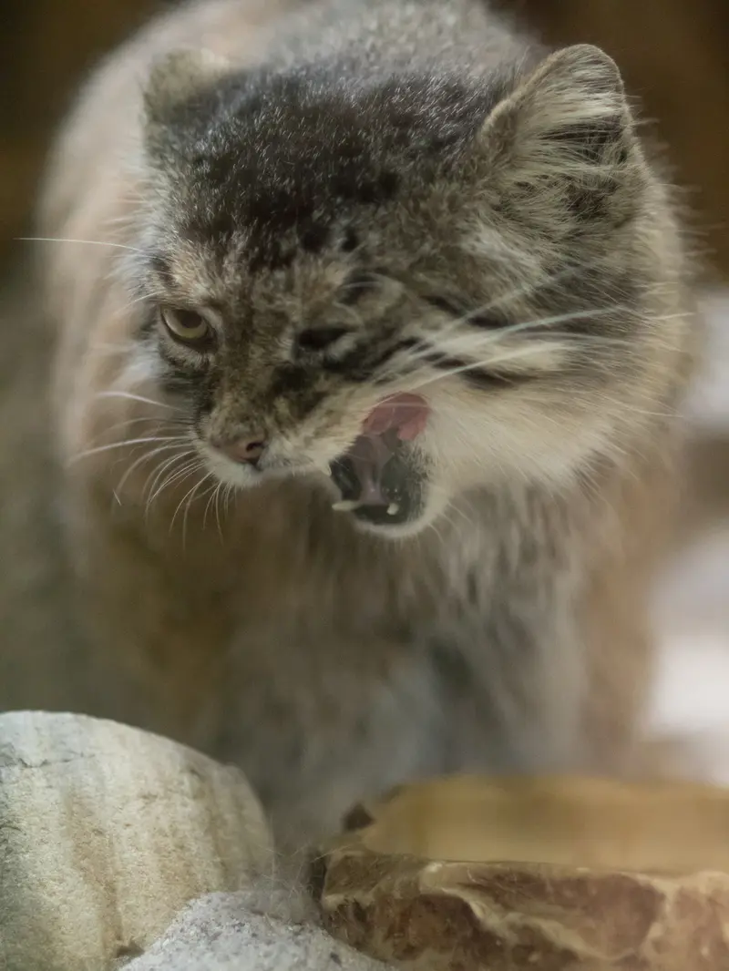 恩賜上野動物園のプリームラの写真