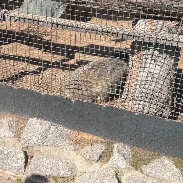 レニングラード動物園のマヌルネコの写真