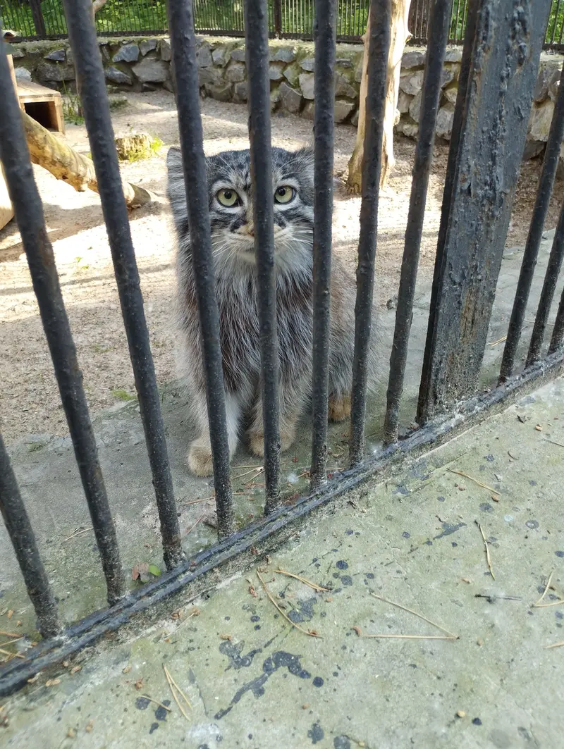 ノヴォシビルスク動物園のマヌルネコの写真