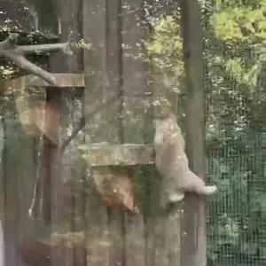 コシツェ動物園のマヌルネコの写真