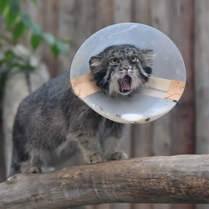 神戸どうぶつ王国のナルの写真
