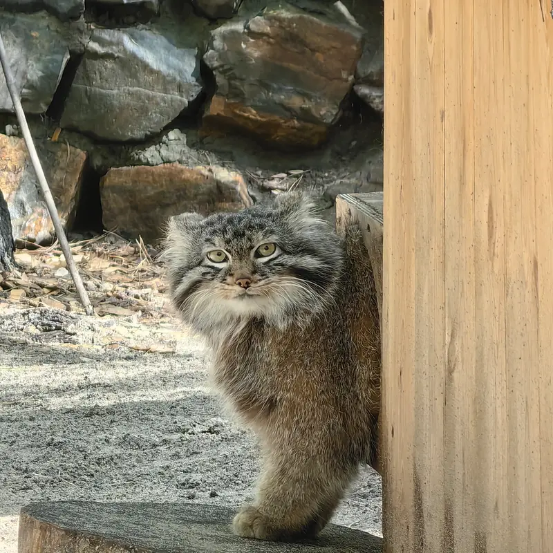ノヴォシビルスク動物園のレオンの写真