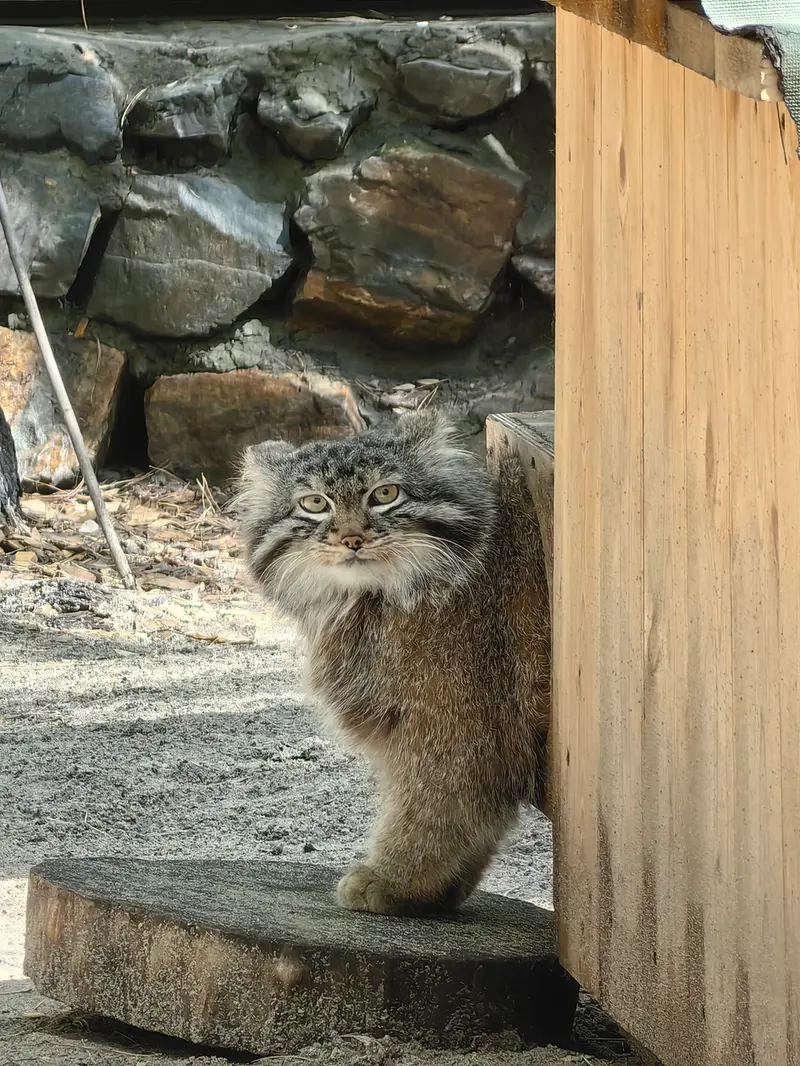 ノヴォシビルスク動物園のレオンの写真