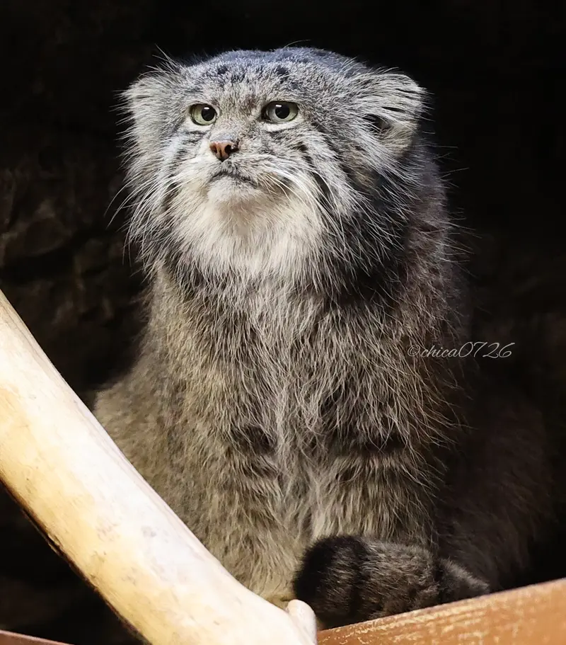 恩賜上野動物園のクリョンの写真