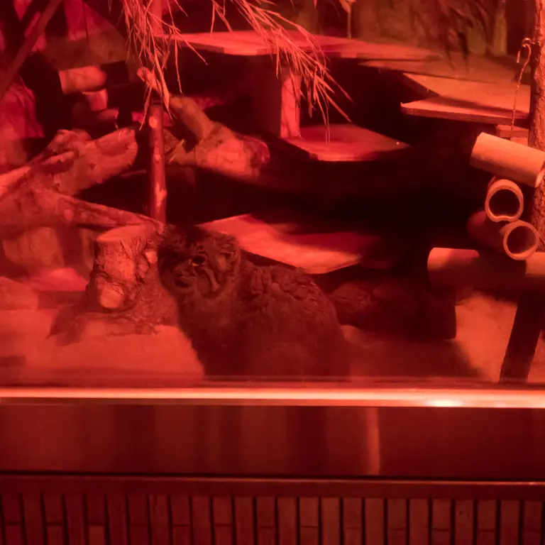 恩賜上野動物園のナイマの写真