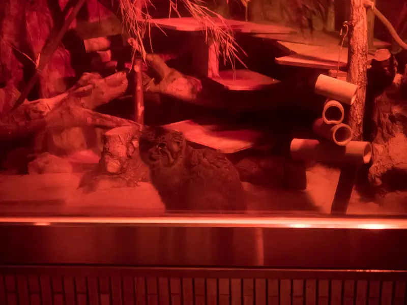 恩賜上野動物園のナイマの写真