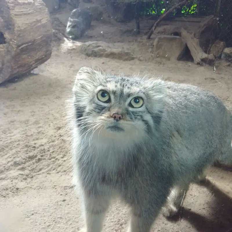 パルコ・ファウニスティコ・ラ・トルビエラのアルタナの写真