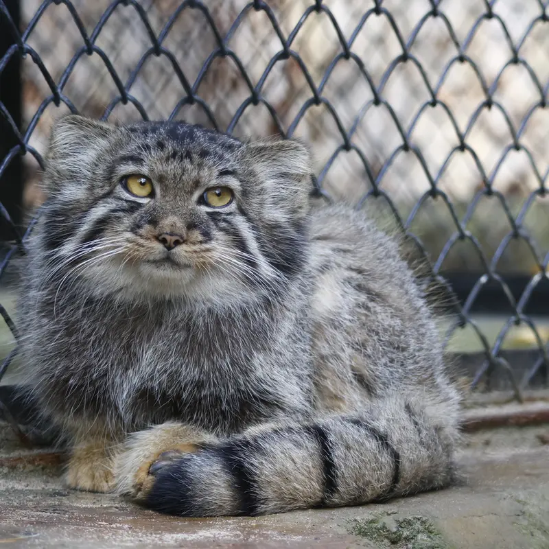 ノヴォシビルスク動物園のイヴの子（2026年生まれ）Ⅲの写真