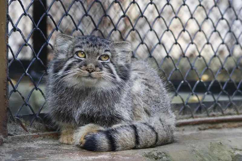 ノヴォシビルスク動物園のマヌルネコの写真