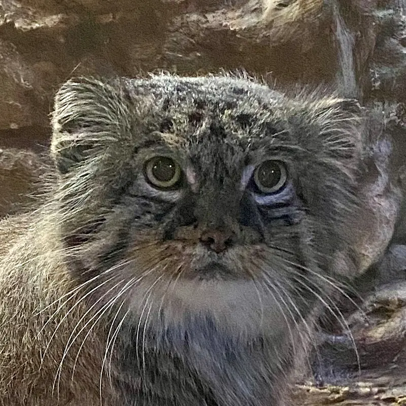 恩賜上野動物園のマヌルネコのドロー