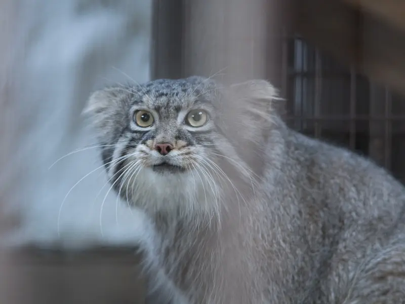 野毛山動物園のフィーガの写真