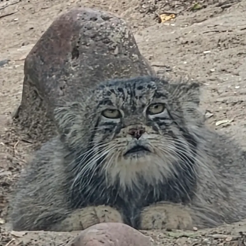 プエブロ動物園のタイ・チーの写真