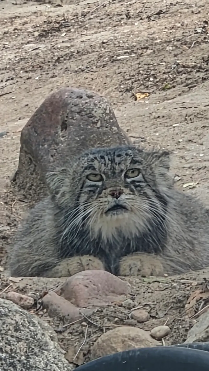 プエブロ動物園のタイ・チーの写真