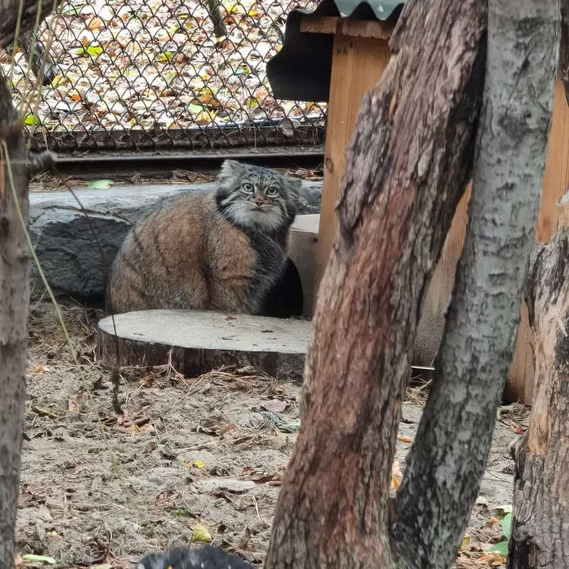 ノヴォシビルスク動物園のアデルの写真