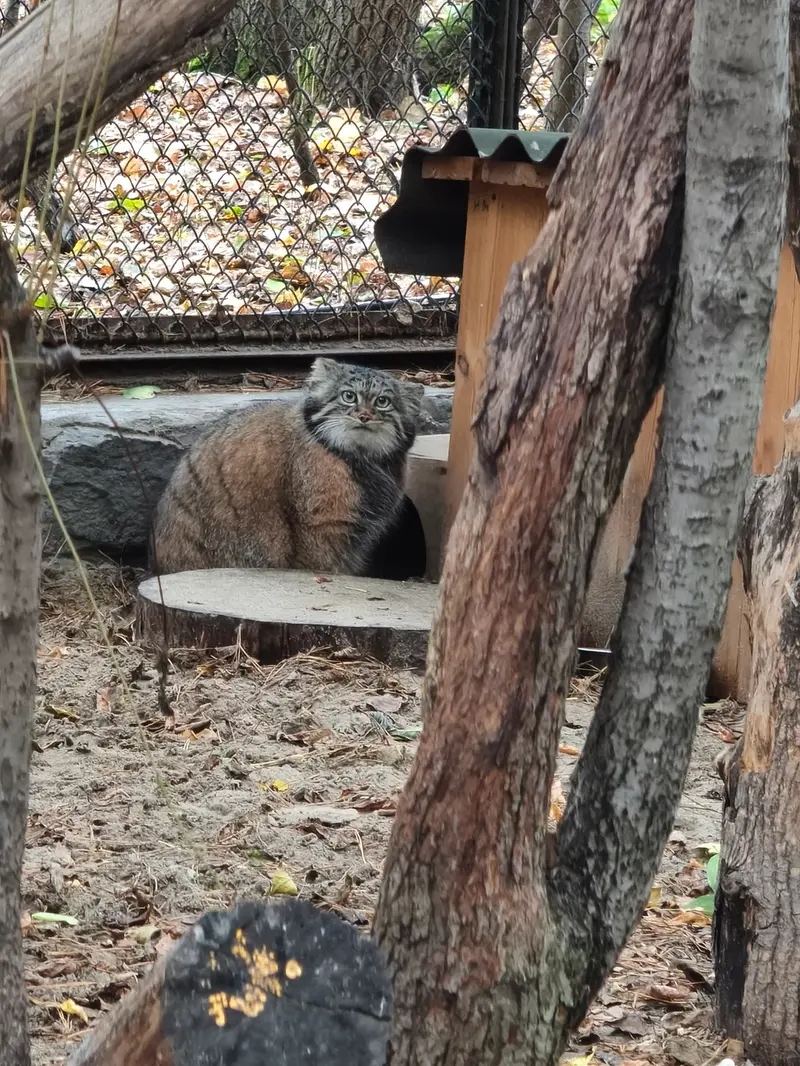 ノヴォシビルスク動物園のアデルの写真