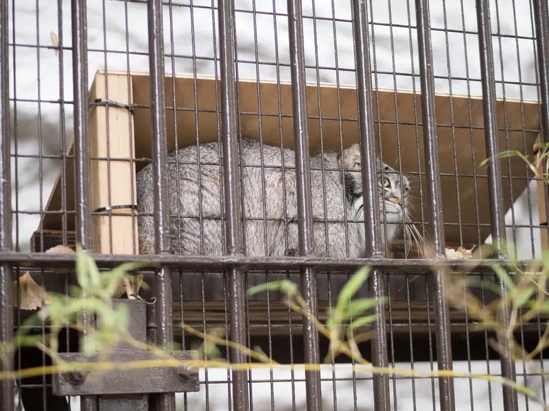 野毛山動物園のフィーガの写真