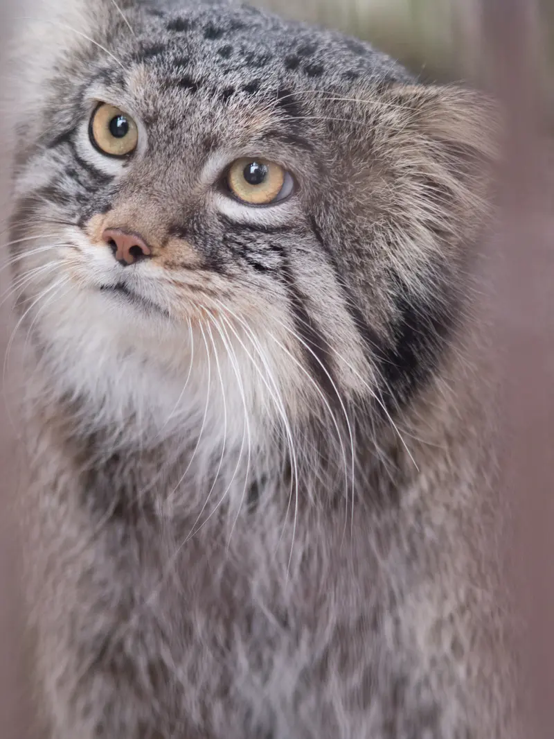 野毛山動物園のフィーガの写真