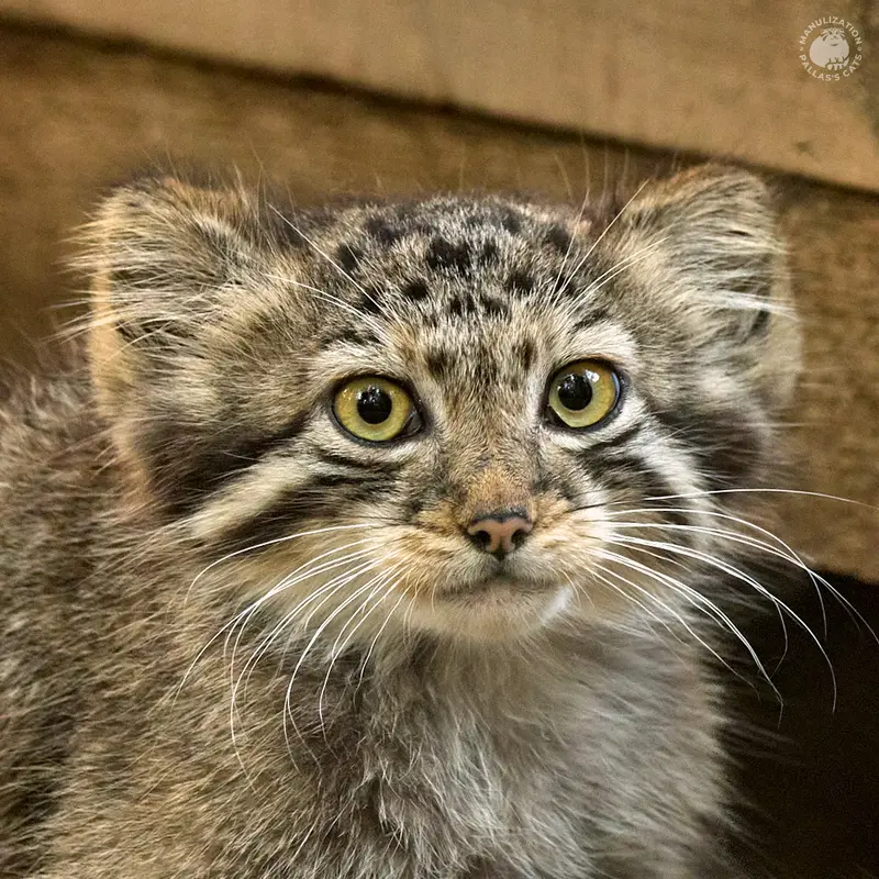 ノヴォシビルスク動物園のエルフの写真