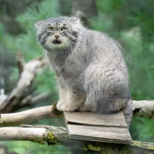 ニアビ動物園のタイ・チーの写真