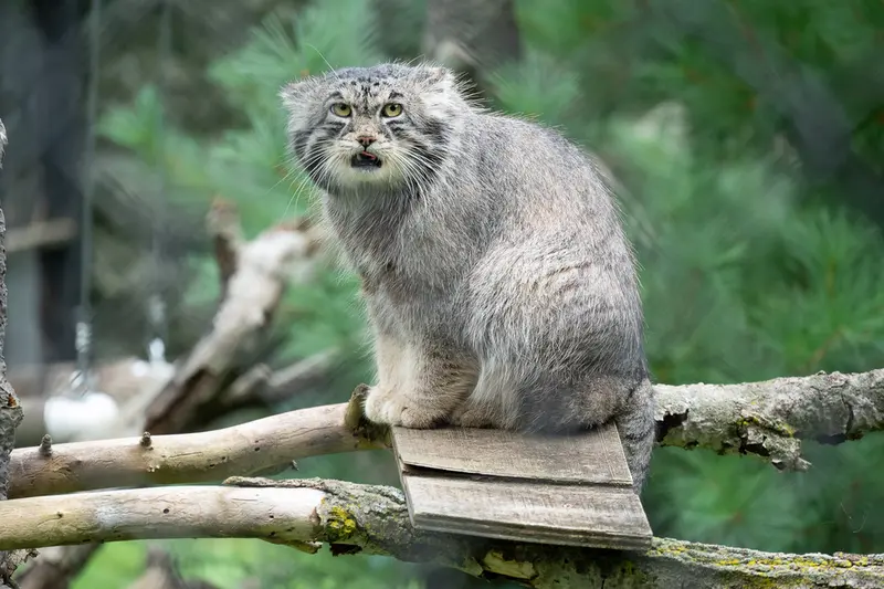 ニアビ動物園のタイ・チーの写真