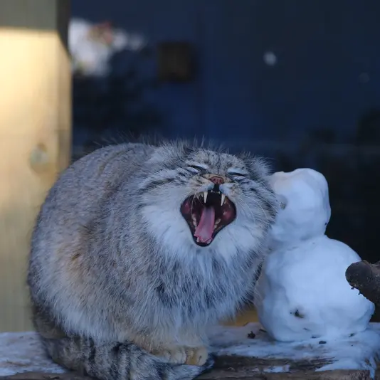 ポッター・パーク動物園のパジの写真