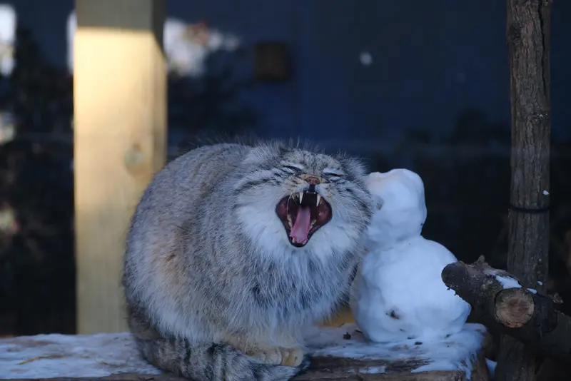 ポッター・パーク動物園のパジの写真