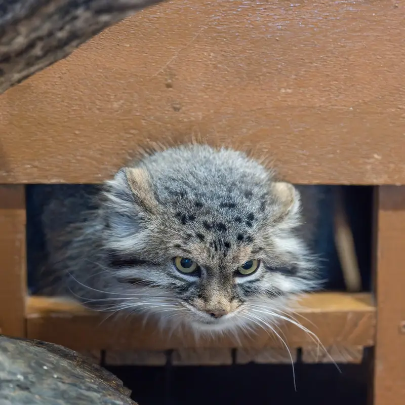 埼玉県こども動物自然公園のオリーヴァの写真