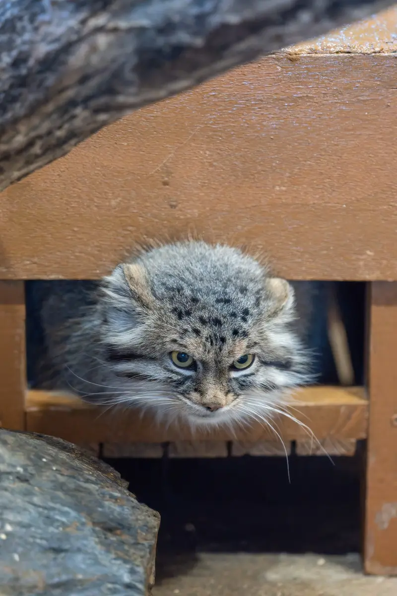 埼玉県こども動物自然公園のオリーヴァの写真