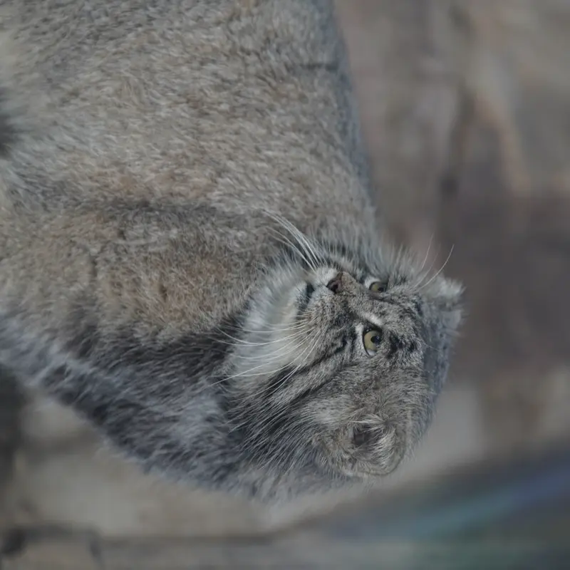 プエブロ動物園のタイ・チーの写真