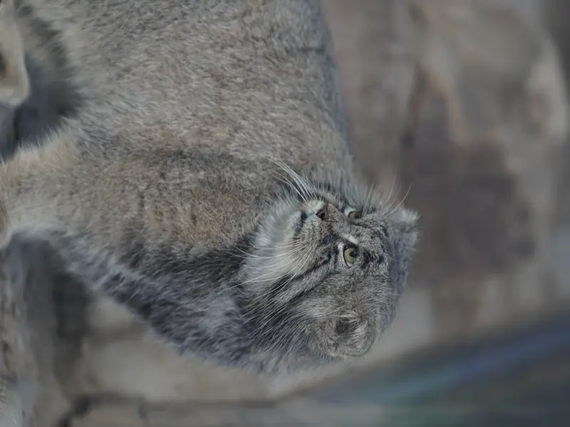 プエブロ動物園のタイ・チーの写真