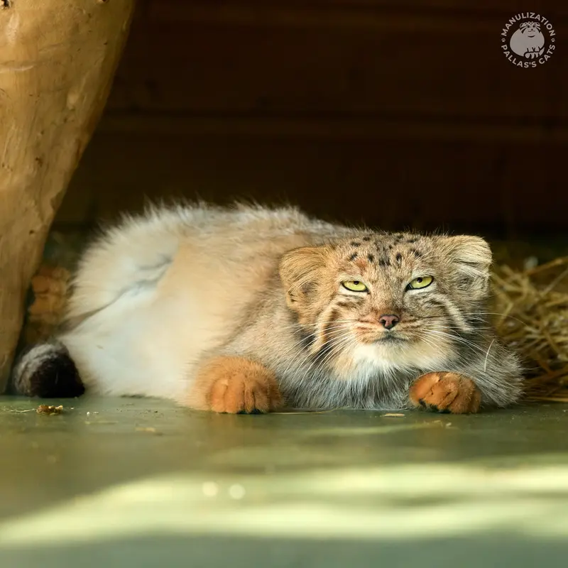 エレバン動物園のナレの写真
