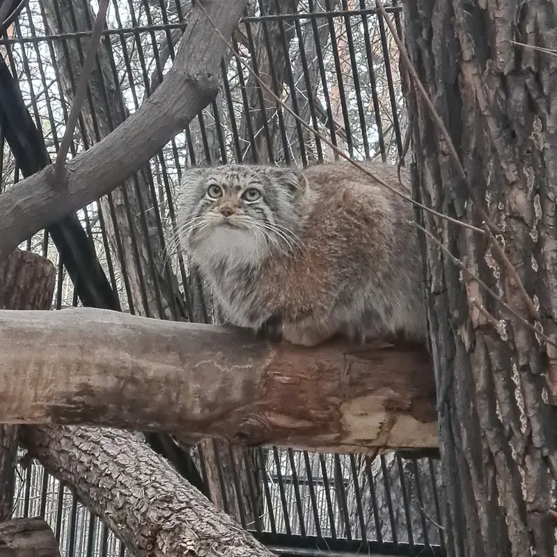 ノヴォシビルスク動物園のイヴの写真