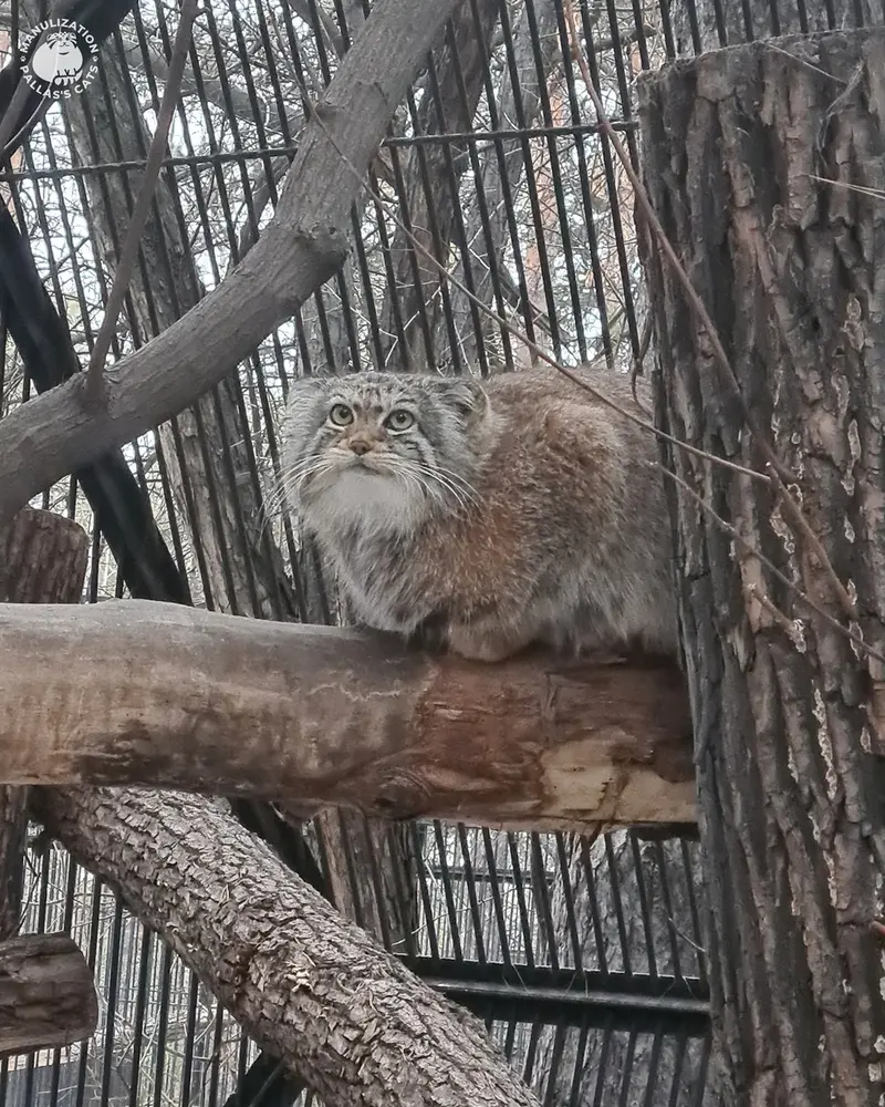 ノヴォシビルスク動物園のイヴの写真