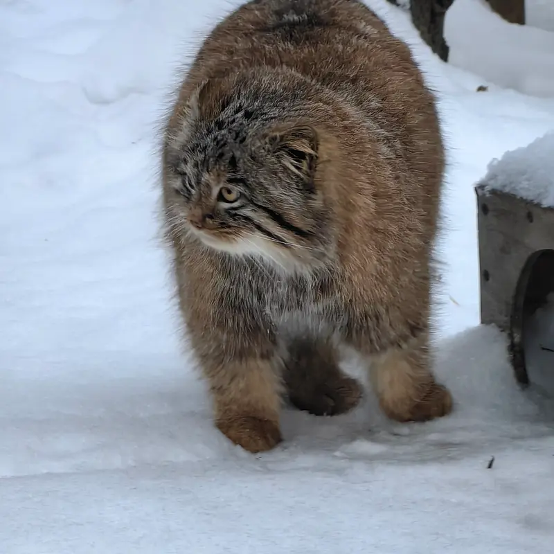 ノヴォシビルスク動物園のアッケムの写真
