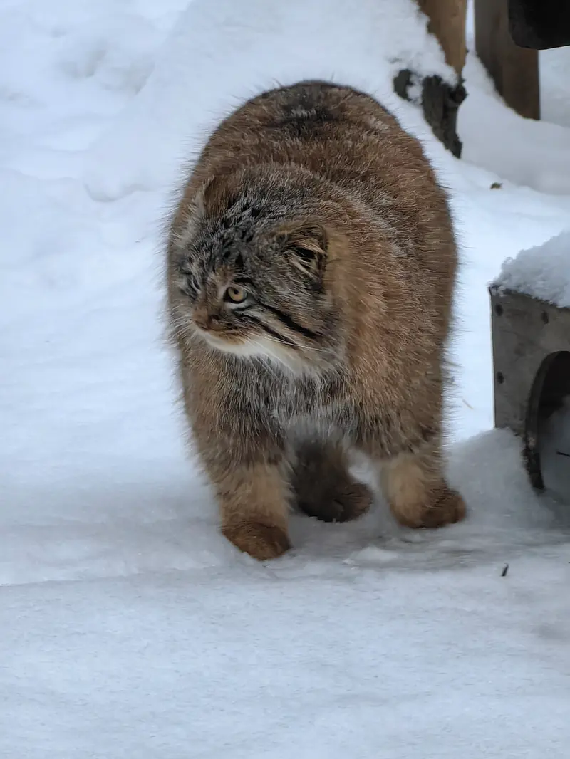 ノヴォシビルスク動物園のアッケムの写真
