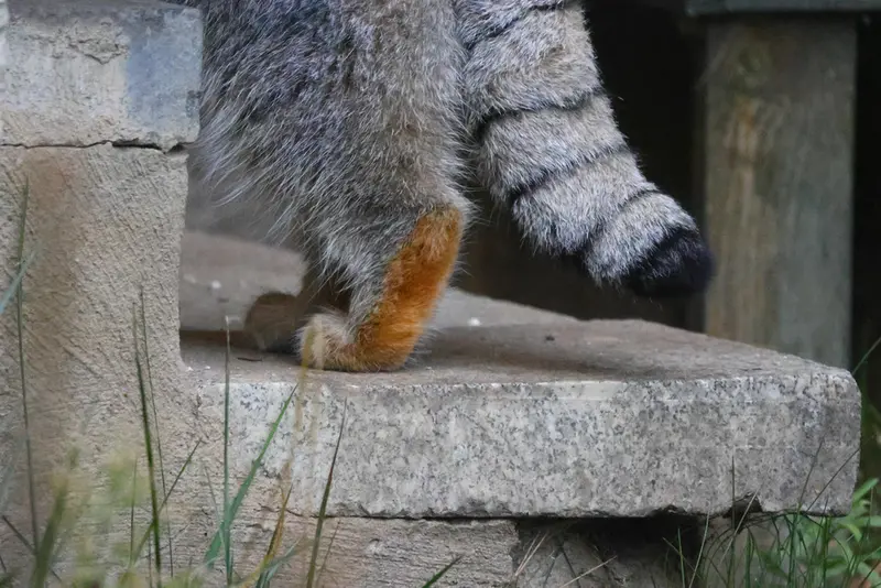 モスクワ動物園のティモフェイの写真