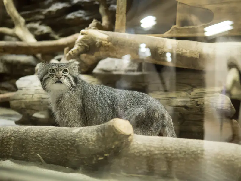 恩賜上野動物園のクリョンの写真